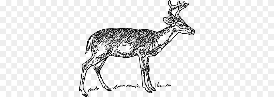 Deer Gray Png Image