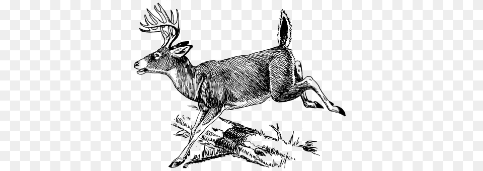 Deer Gray Png