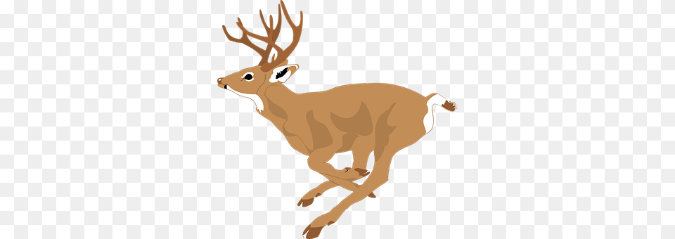 Deer Animal, Mammal, Wildlife, Elk Free Png