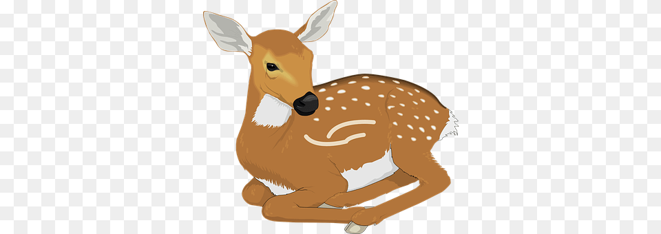 Deer Animal, Mammal, Wildlife, Pig Free Transparent Png