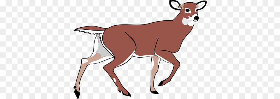 Deer Animal, Mammal, Wildlife, Cattle Png