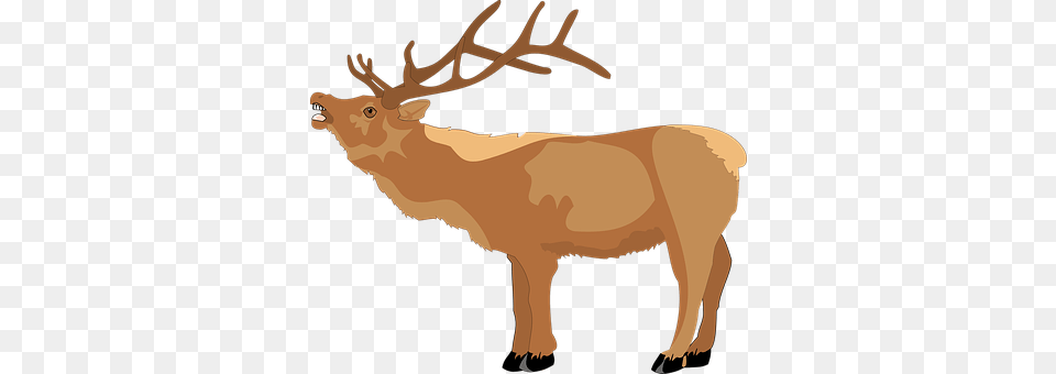 Deer Animal, Elk, Mammal, Wildlife Png