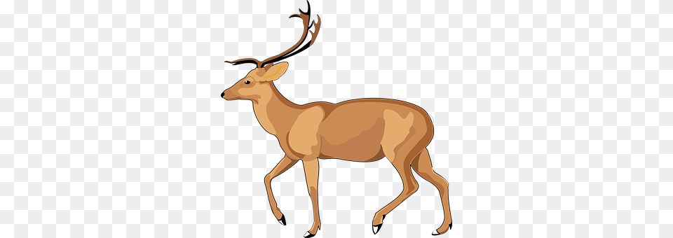 Deer Animal, Mammal, Wildlife, Antelope Free Png