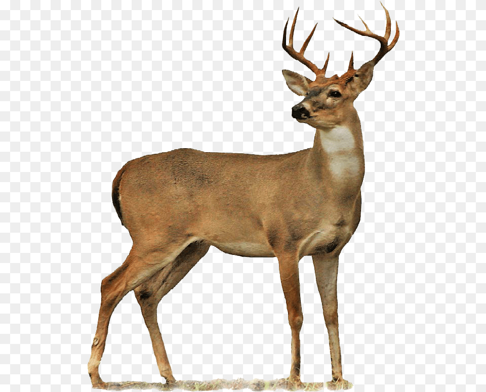 Deer, Animal, Antelope, Mammal, Wildlife Png
