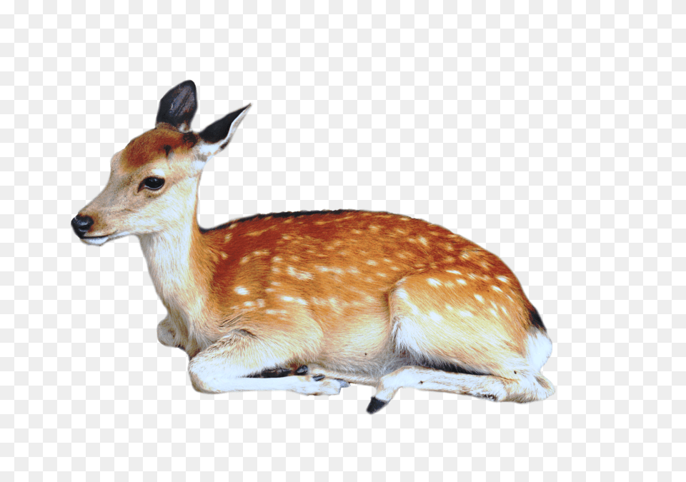 Deer, Animal, Antelope, Mammal, Wildlife Free Png