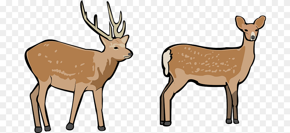 Deer Animal Figure, Mammal, Wildlife, Elk, Kangaroo Free Transparent Png