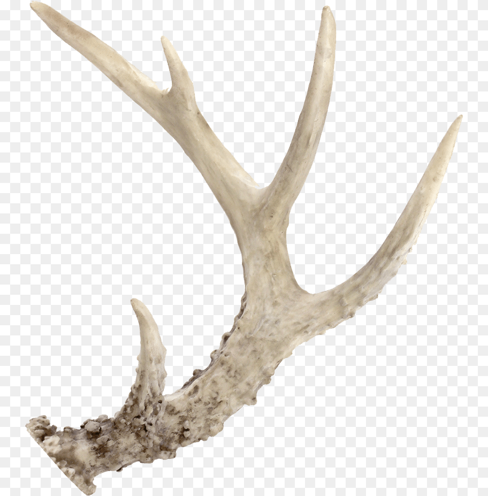 Deer Antler Free Png