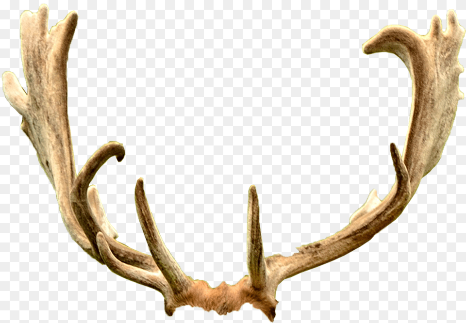 Deer Antler Trophy Hunting Ford Mustang Horn Deer Antlers Transparent Background, Plant Free Png