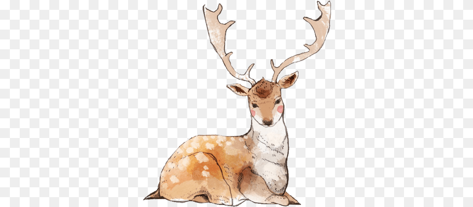 Deer Antlers Banner Black Watercolor Painting, Animal, Mammal, Wildlife, Antelope Free Png Download