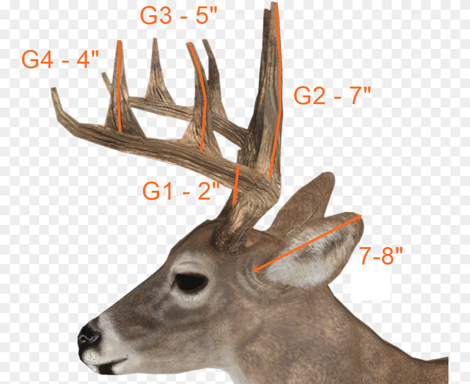 Deer Antlers Side View, Antler, Animal, Mammal, Wildlife Png