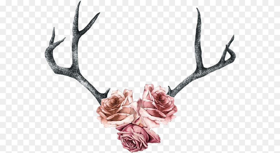 Deer Antlers Silhouette Rose Roses Antlers Pink Deer Antler With Flowers Tattoo, Animal, Mammal, Wildlife, Flower Png Image