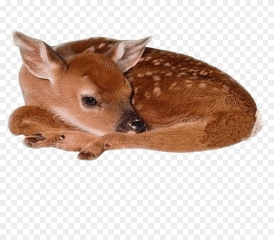 Deer Baby Cute Animal Moodboard Niche Freetoedit Deer, Mammal, Wildlife, Pig, Calf Free Transparent Png