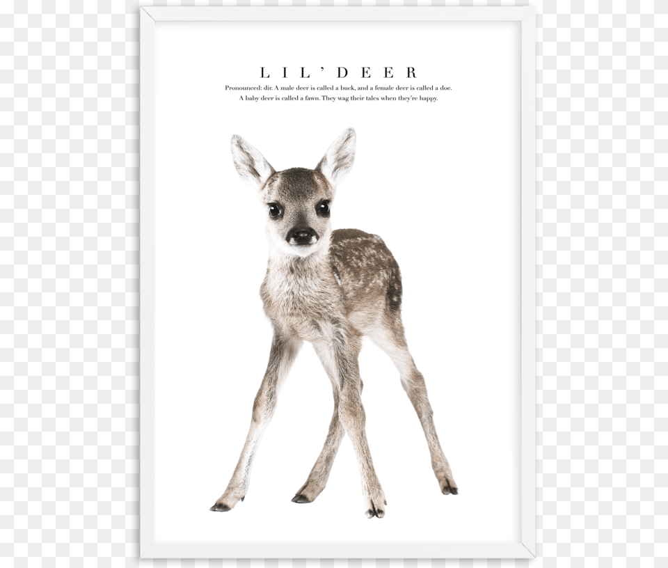 Deer Baby Deer White Background, Animal, Mammal, Wildlife, Kangaroo Png Image