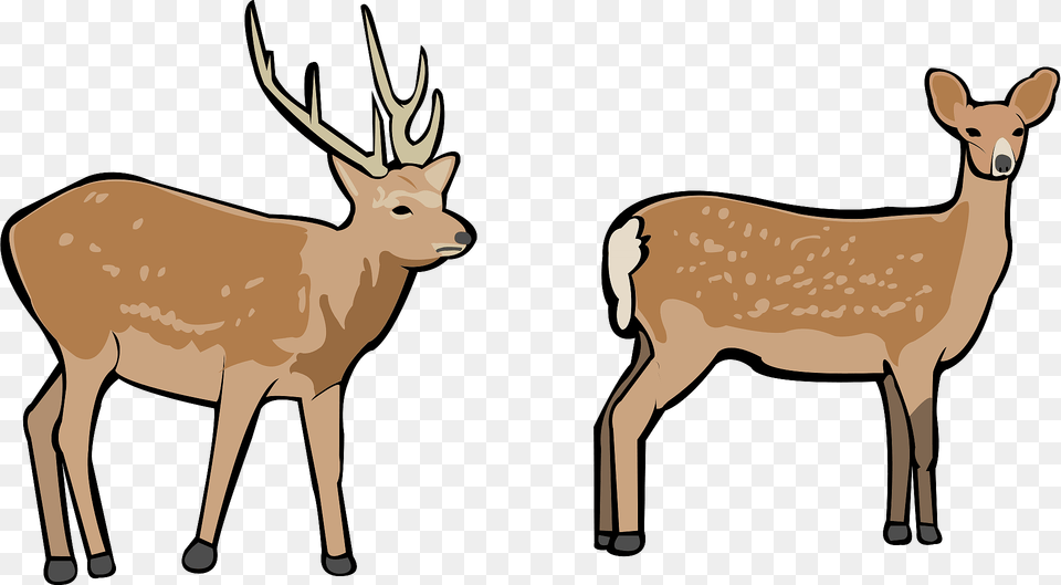Deer Buck And Doe Clipart, Animal, Mammal, Wildlife, Elk Png Image