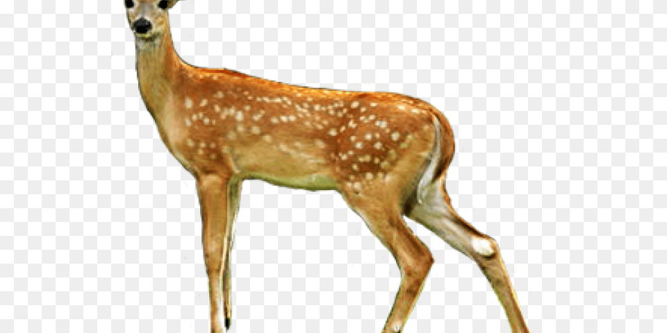 Deer Clip Art, Animal, Mammal, Wildlife, Kangaroo Png Image