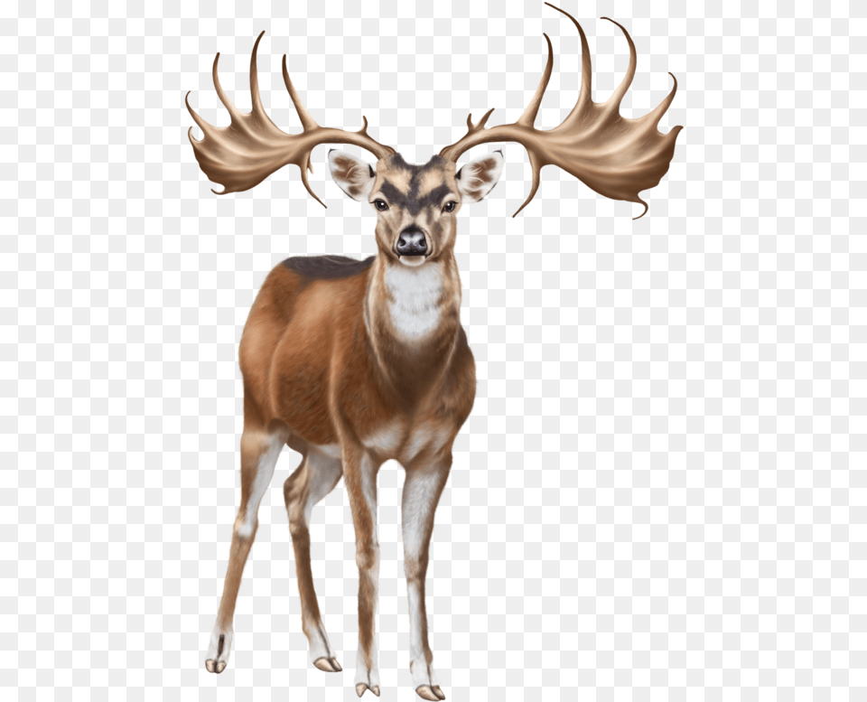 Deer Clip Art Clip Art, Animal, Mammal, Wildlife, Antler Png Image