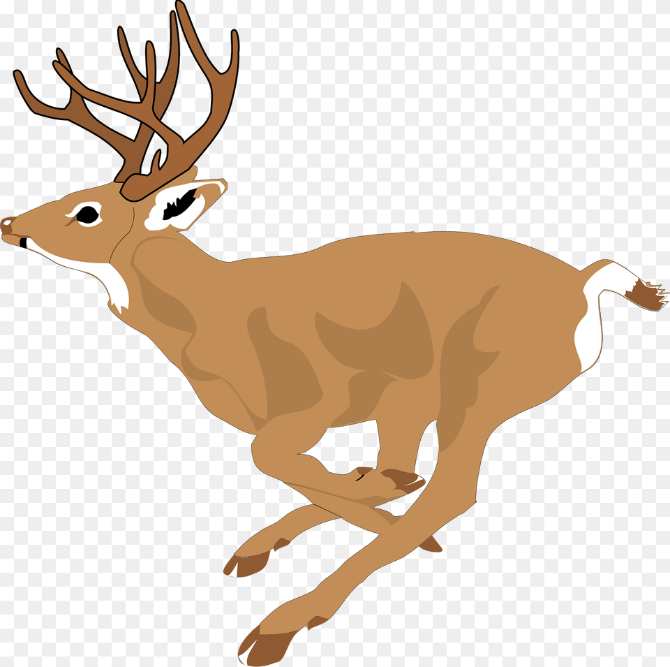 Deer Clipart, Animal, Mammal, Wildlife, Kangaroo Png