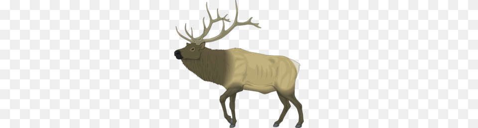 Deer Clipart, Animal, Elk, Mammal, Wildlife Png