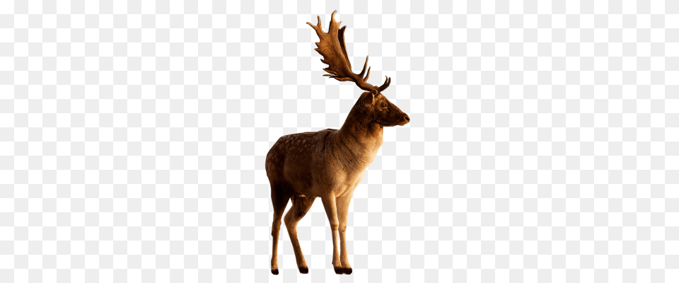 Deer Clipart Dlpng, Animal, Mammal, Wildlife, Antelope Png Image