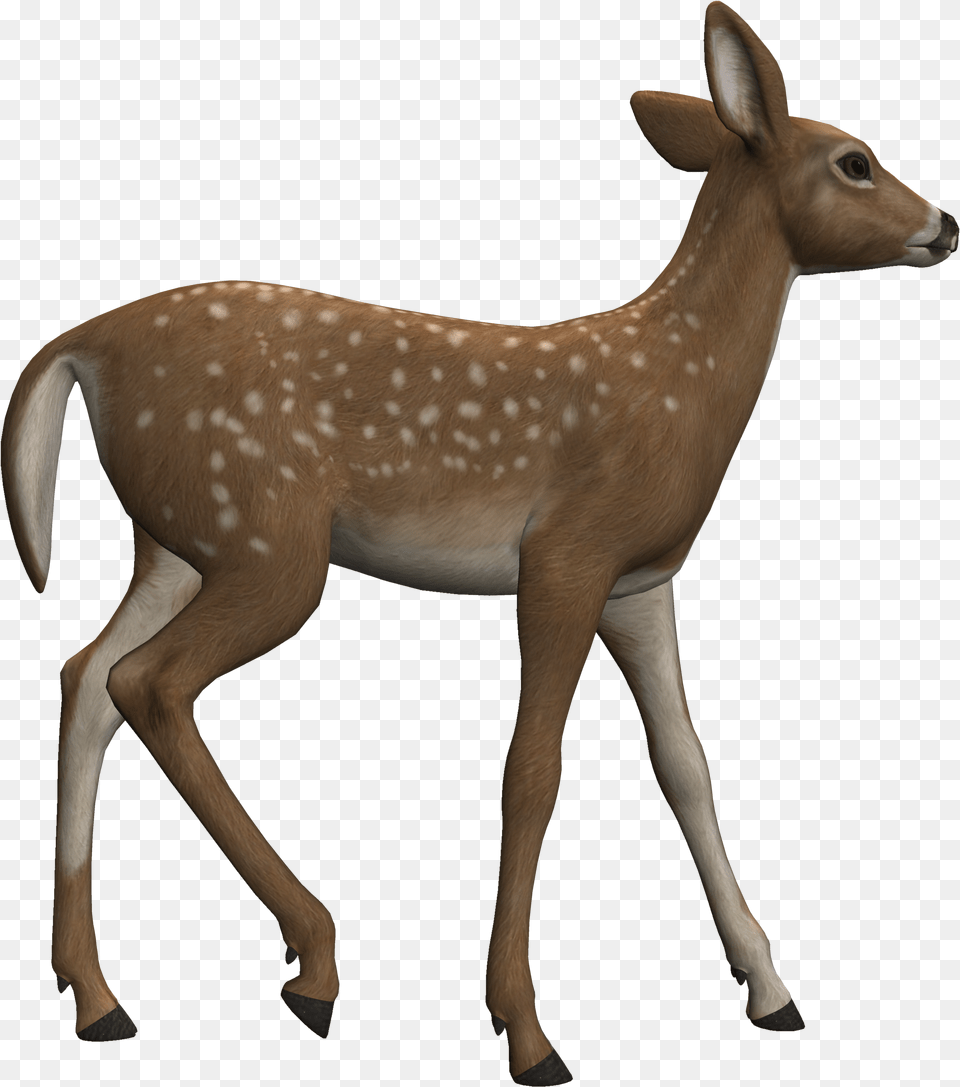 Deer Clipart Heterotroph Clipart Reh, Animal, Antelope, Mammal, Wildlife Free Transparent Png
