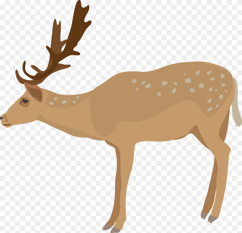 Deer Clipart Realistic Cute Deer Clipart Background, Animal, Mammal, Wildlife, Elk Free Transparent Png