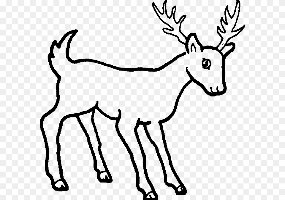 Deer Coloring Pages Coloring, Animal, Mammal, Wildlife, Baby Png