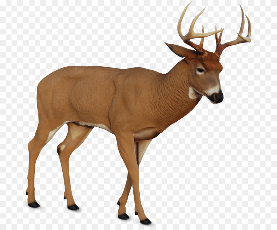 Deer Decoys Dave Smith Decoys, Animal, Antelope, Mammal, Wildlife Free Png Download