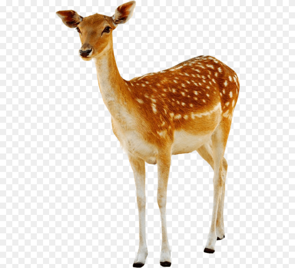 Deer Deer, Animal, Antelope, Mammal, Wildlife Free Png Download