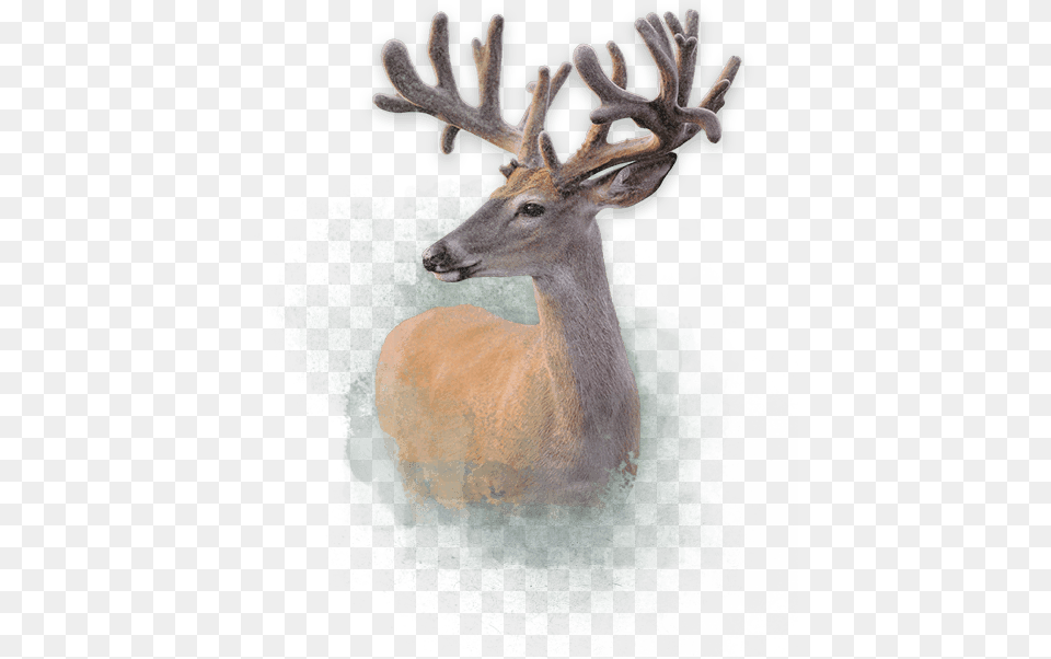 Deer Deer Deer Price, Animal, Antelope, Mammal, Wildlife Png Image