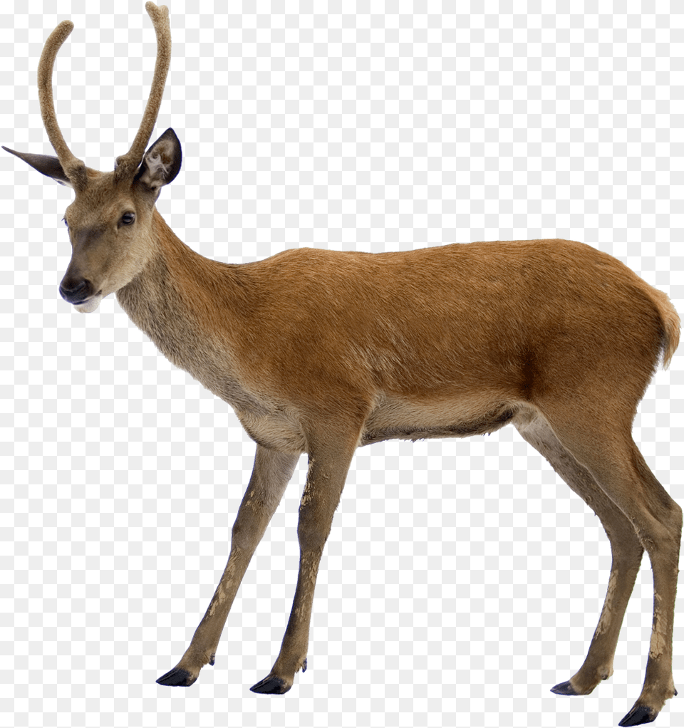 Deer Do Deers Look Like, Animal, Antelope, Mammal, Wildlife Free Png
