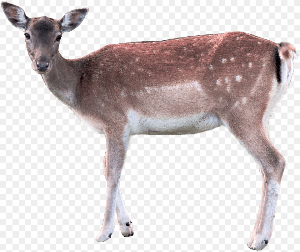 Deer Doe, Animal, Antelope, Mammal, Wildlife Png Image