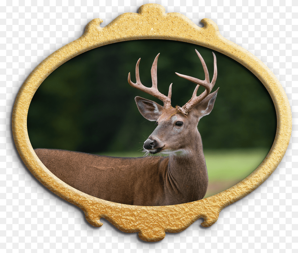 Deer Deer Free Png Download