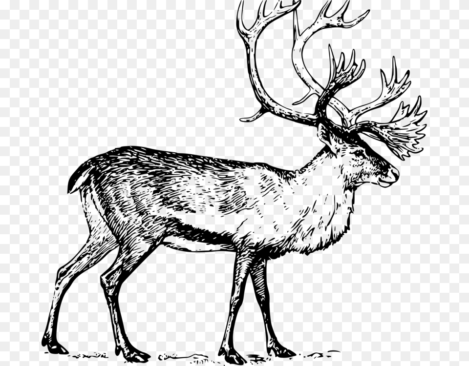 Deer Drawing Line Art Boreal Woodland Caribou Migratory Caribou Drawing, Gray Png