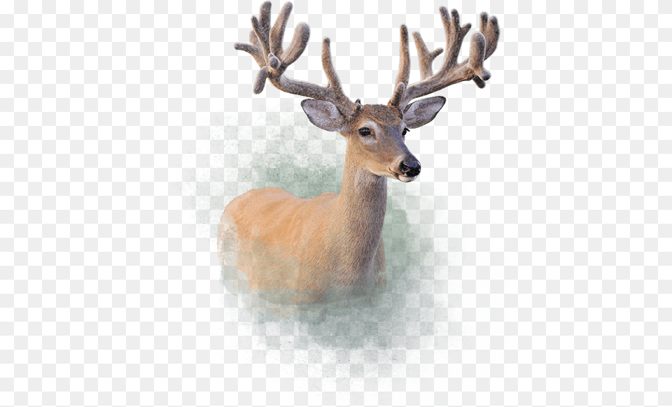 Deer Elk, Animal, Antelope, Mammal, Wildlife Png Image