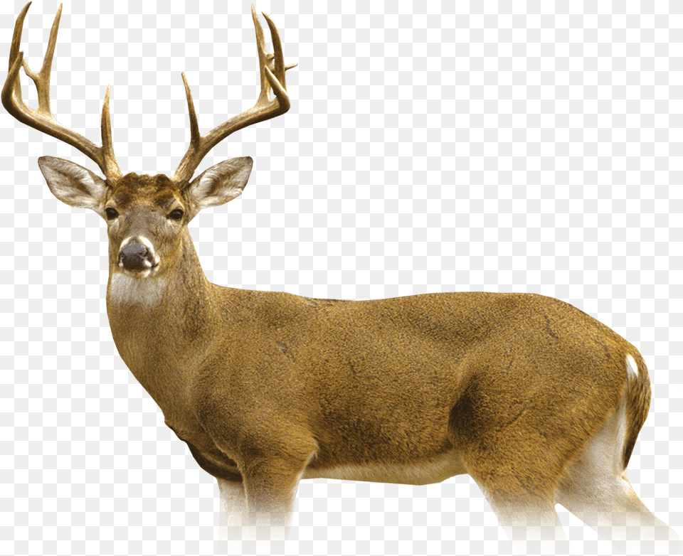 Deer Elk, Animal, Antelope, Mammal, Wildlife Free Png