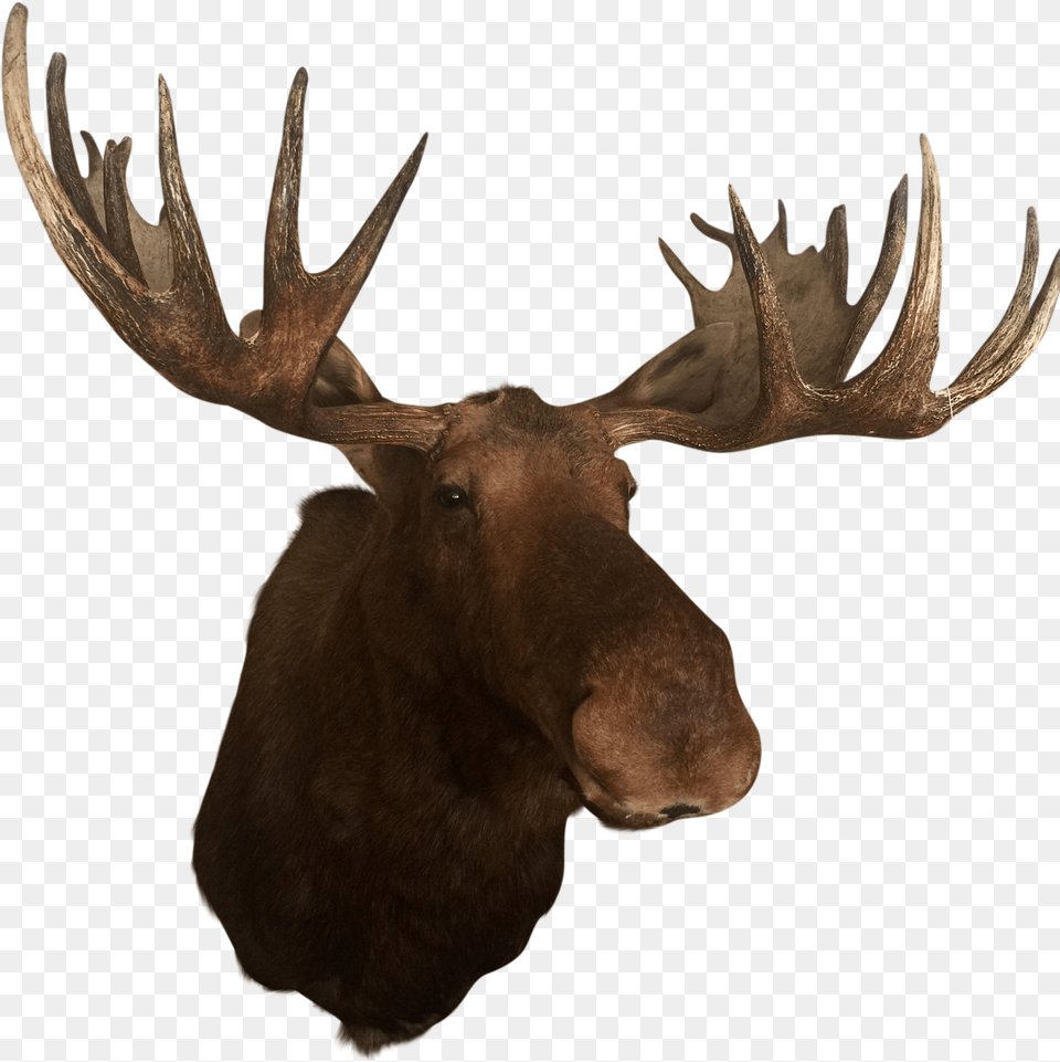 Deer Elk Alaska Moose Antler Trophy Hunting Moose Antlers, Animal, Mammal, Wildlife, Antelope Free Png