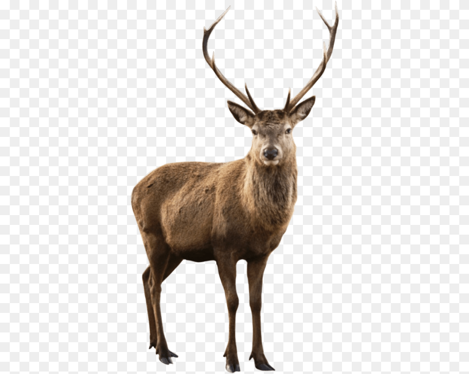 Deer Elk Reindeer Animal Animals Nature Moodboard Background Deer, Antelope, Mammal, Wildlife, Antler Free Transparent Png