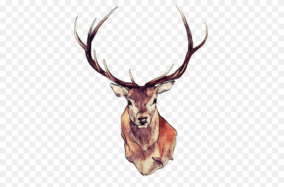 Deer Face, Animal, Antelope, Mammal, Wildlife Free Transparent Png
