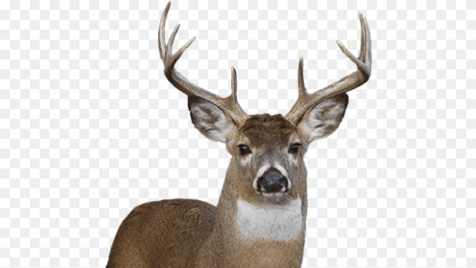 Deer Face Whitetail Deer No Background, Animal, Antelope, Mammal, Wildlife Free Png Download
