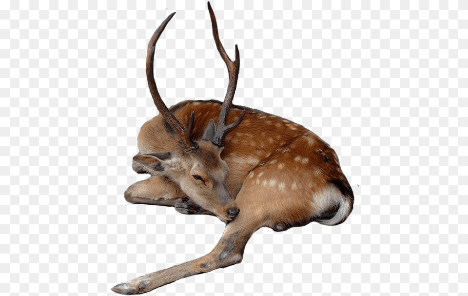 Deer Fallowdeer Buck Stag Sleeping Wildlife Animal Roe Deer, Antelope, Mammal, Antler Free Png
