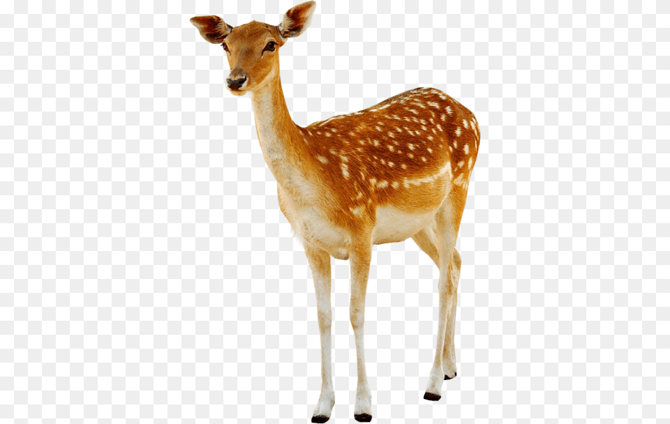 Deer Female, Animal, Antelope, Mammal, Wildlife Free Png Download