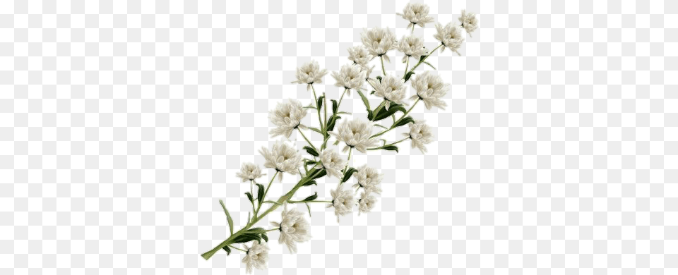 Deer Flowewr White Color, Flower, Petal, Plant, Daisy Free Png