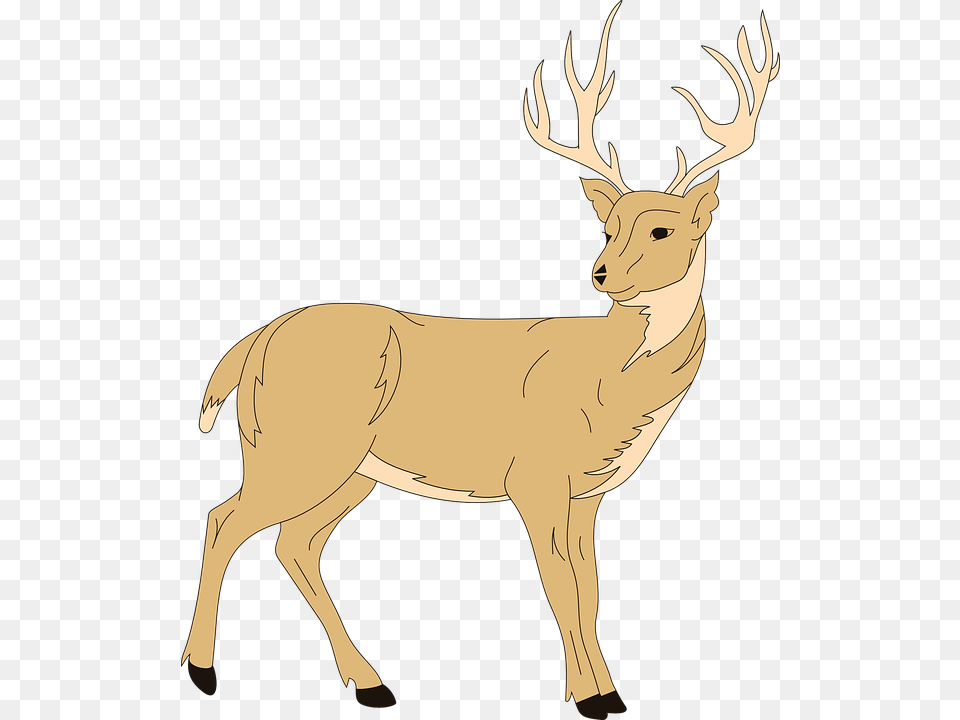 Deer Forest Animal Clip Art Of Deer, Mammal, Wildlife, Elk, Kangaroo Free Png Download