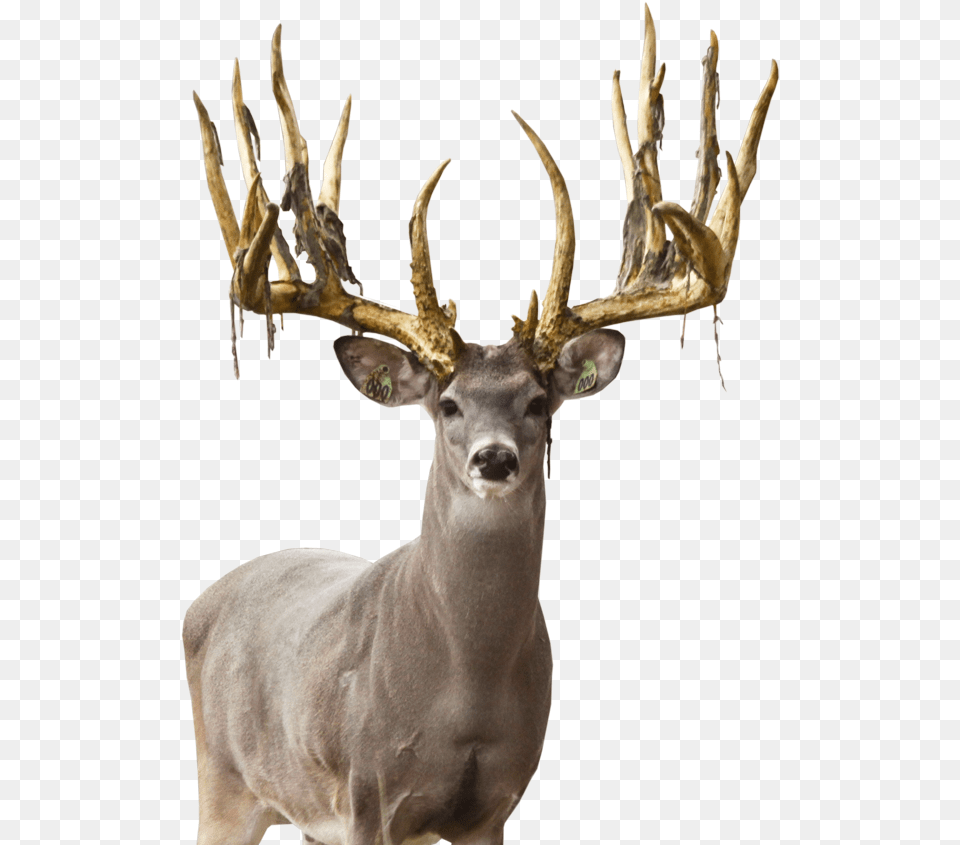 Deer Free Download Elk, Animal, Antelope, Antler, Mammal Png Image