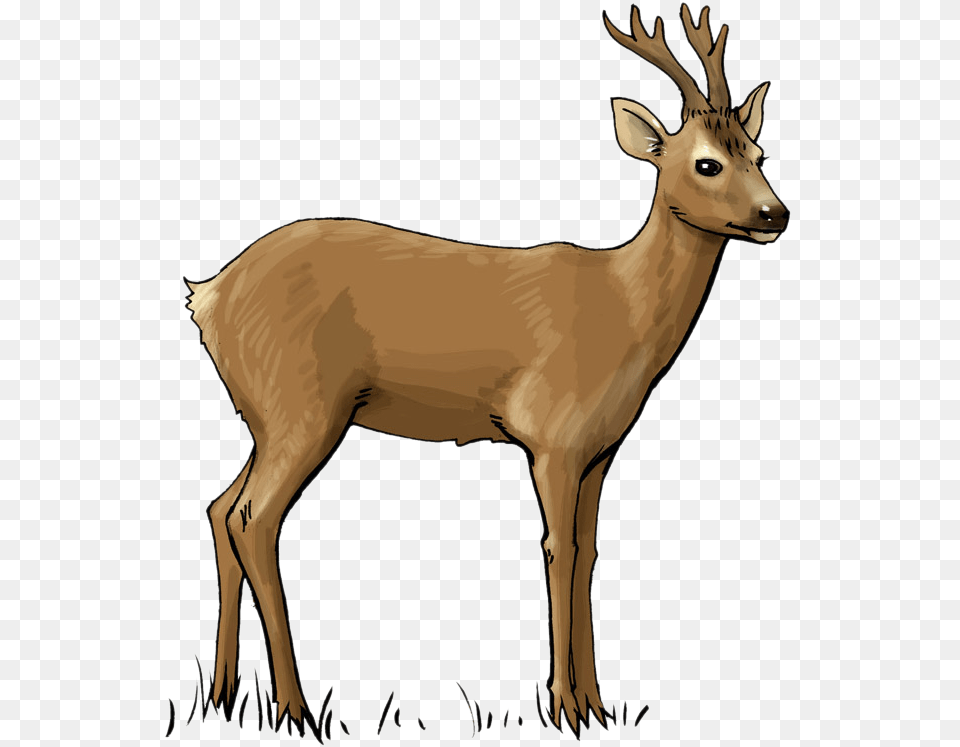 Deer To Use Clip Art Roe Deer Clipart, Animal, Mammal, Wildlife, Elk Free Png