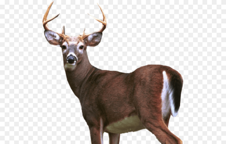 Deer Half Size White Tailed Deer Transparent, Animal, Antelope, Mammal, Wildlife Free Png Download