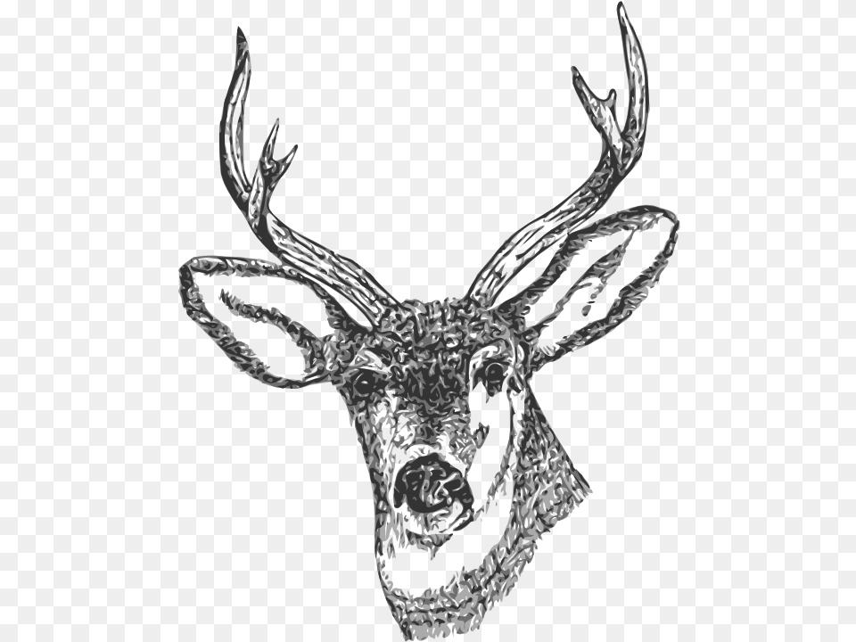Deer Head, Antler, Animal, Mammal, Wildlife Png Image