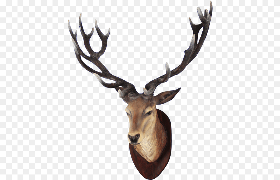 Deer Head 4 Deer Head, Animal, Antelope, Antler, Mammal Png Image
