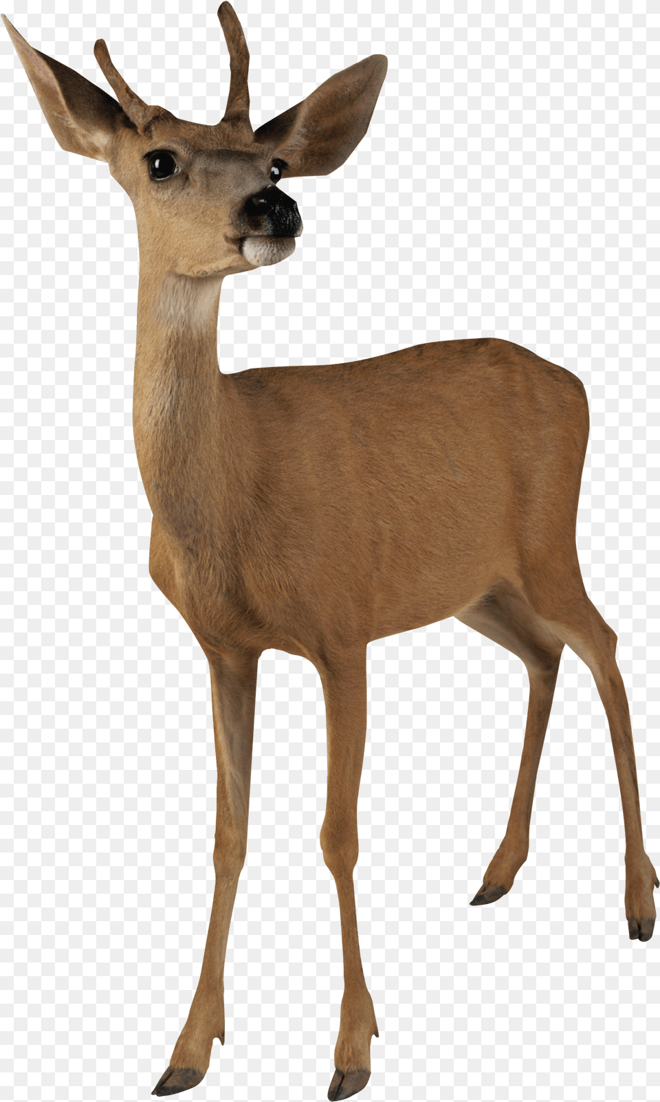 Deer Head Deer Transparent, Animal, Antelope, Mammal, Wildlife Free Png