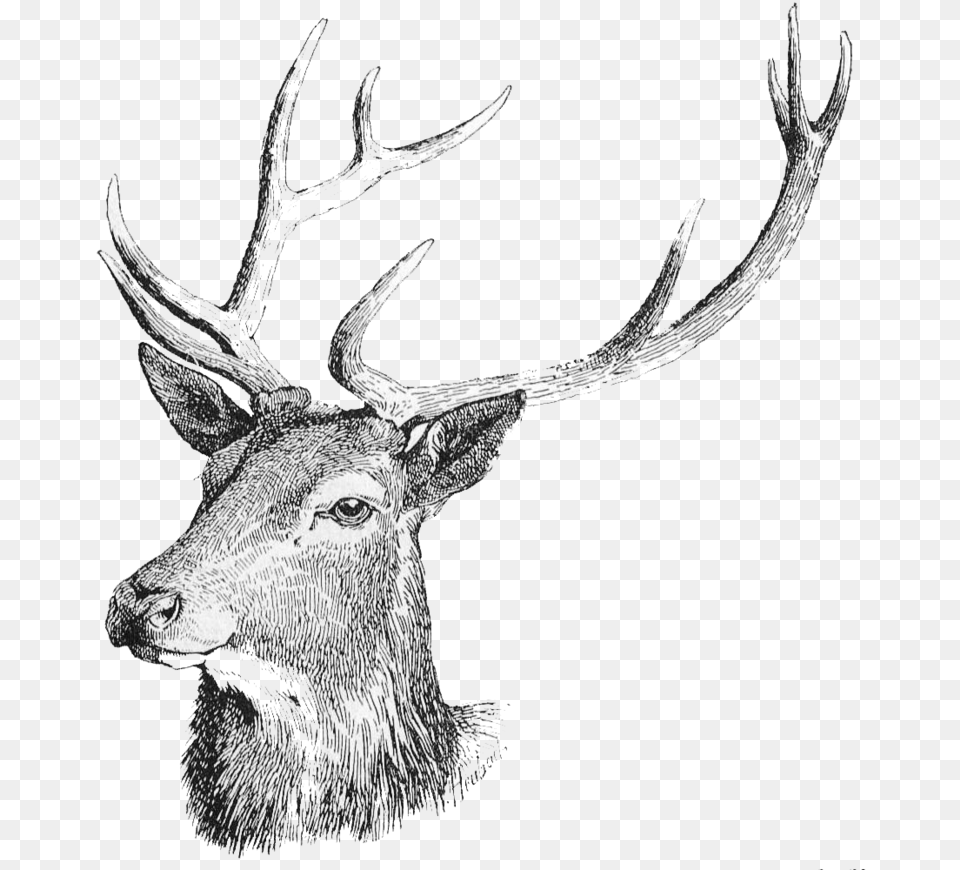 Deer Head Deer Head Deer Transparent Background, Animal, Mammal, Wildlife, Antelope Free Png Download